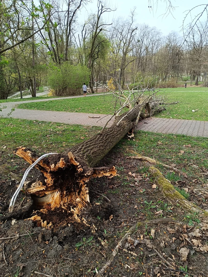 Efekty wichury w niedzielę wielkanocną. Doszło do uszkodzeń samochodów!