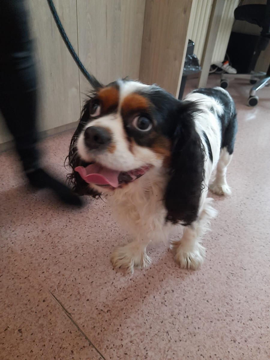 Dogoterapia w rudzkim szpitalu 1