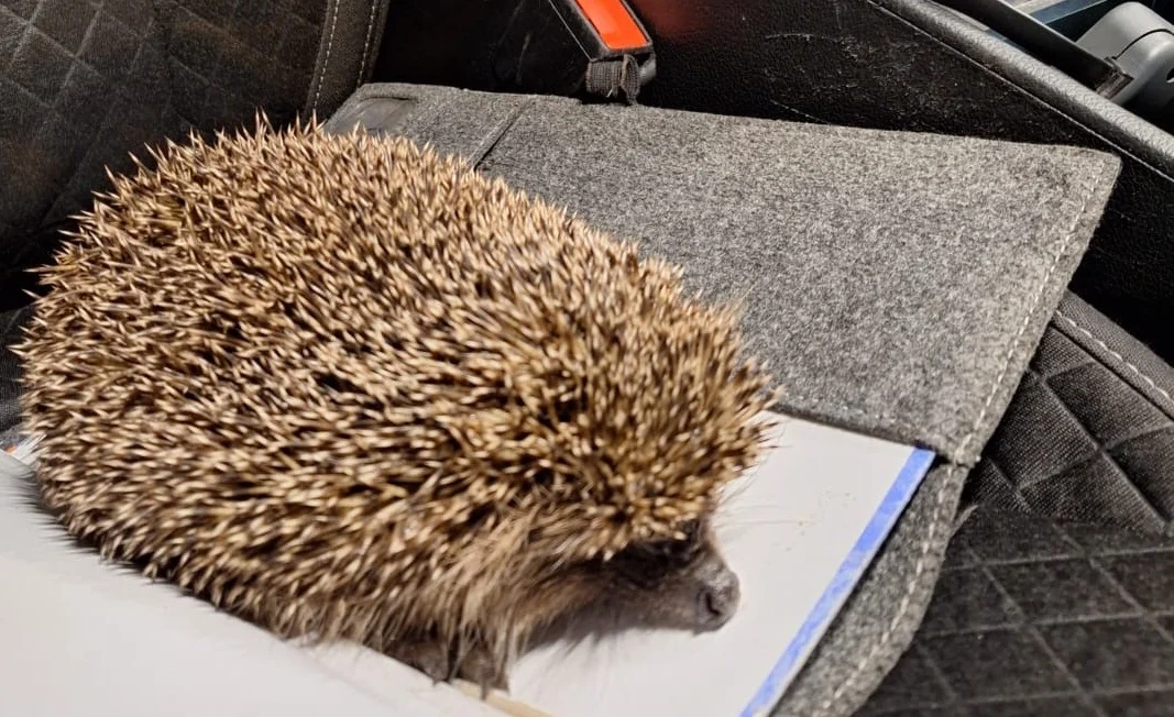 Ruda Śląska: Policjanci uratowali chodzącego po autostradzie jeża