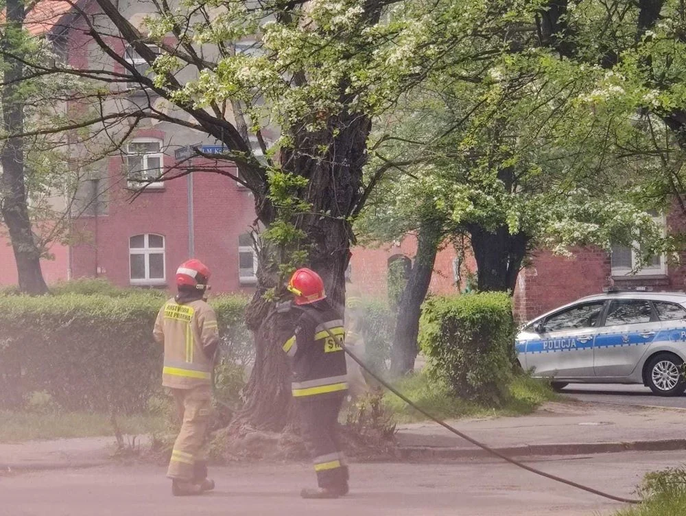 Pożar drzewa w Goduli. Czy to było podpalenie?