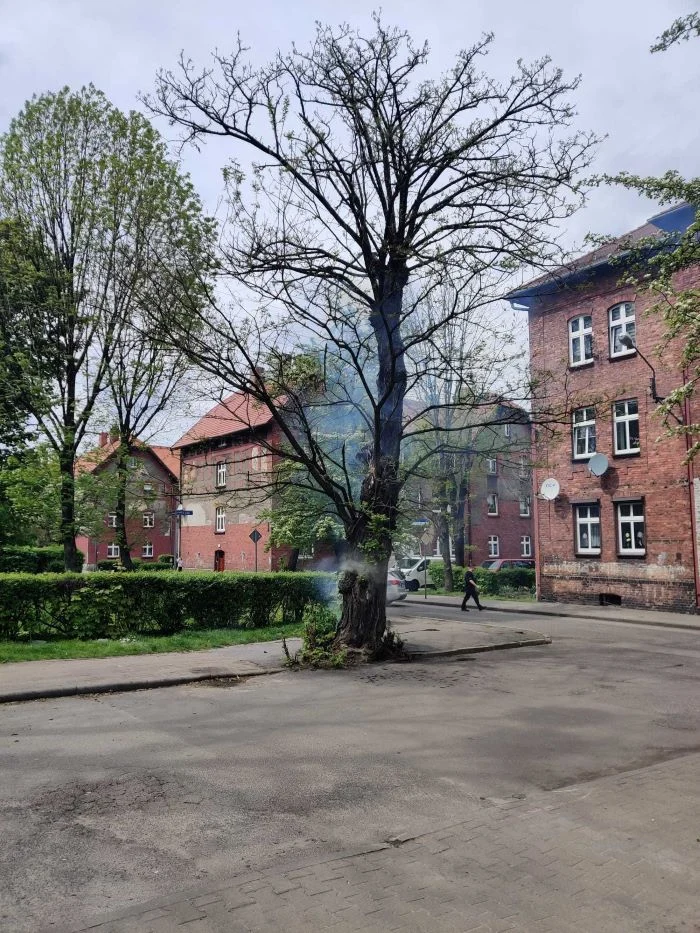 Pożar drzewa w Goduli. Czy to było podpalenie?