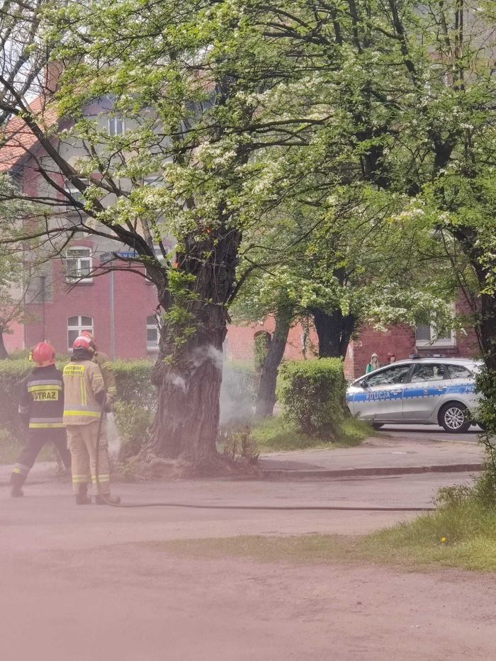 Pożar drzewa w Goduli. Czy to było podpalenie?