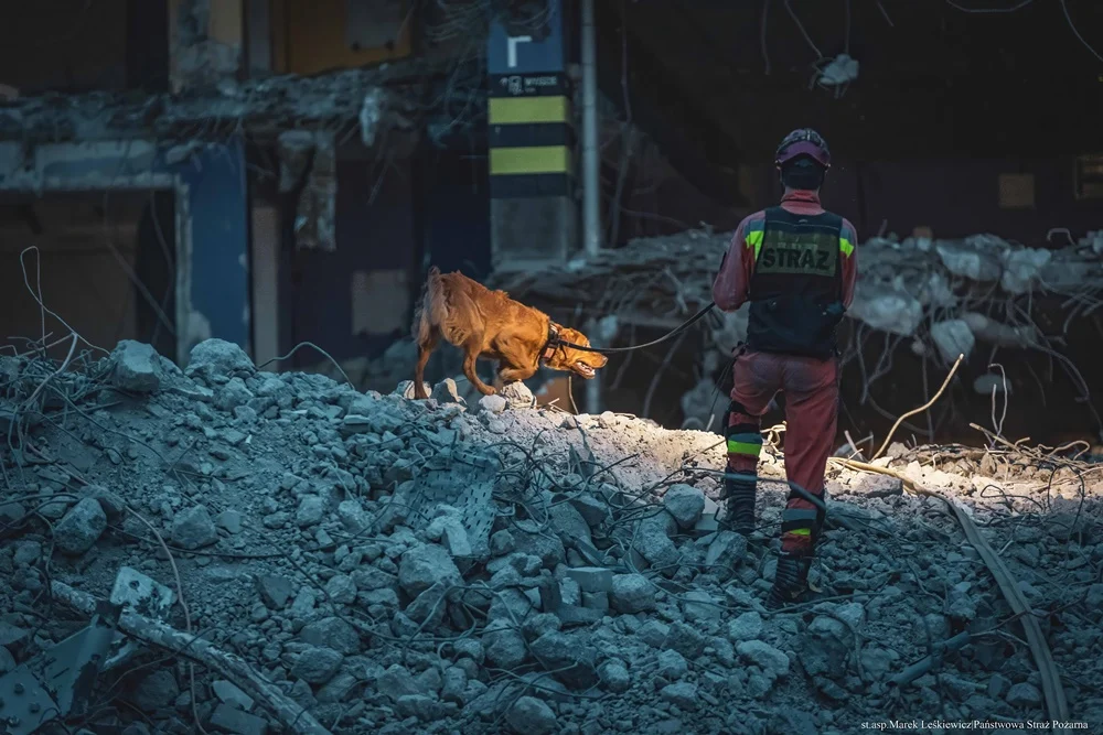 Międzynarodowy dzień bohaterów na czterech łapach