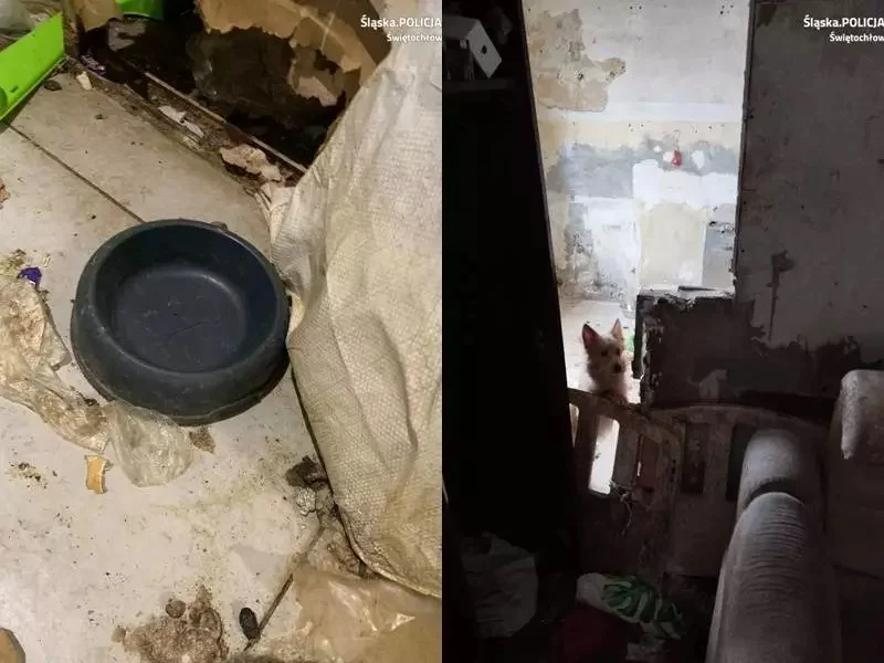 25-latek porzucił cztery psy w mieszkaniu. Grożą mu 3 lata więzienia!