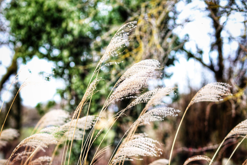 Miskant chiński w ogrodowych aranżacjach