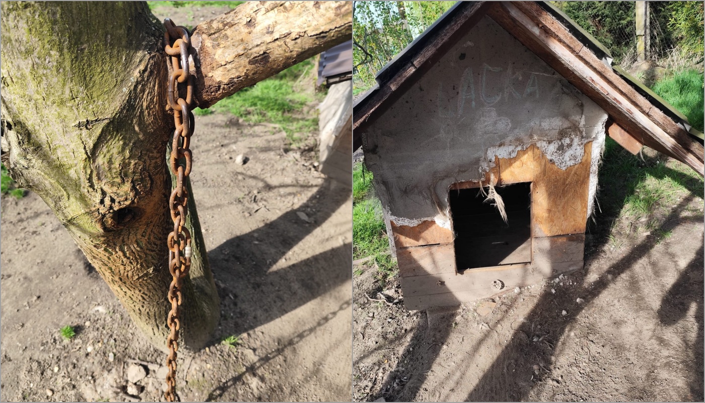 65-latek oskarżony o znęcanie się nad psem! Owczarek był przykuty do ponad 6 kg łańcucha