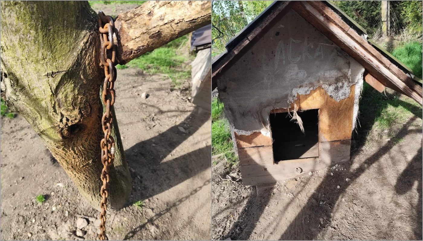 65-latek oskarżony o znęcanie się nad psem! Owczarek był przykuty do ponad 6 kg łańcucha