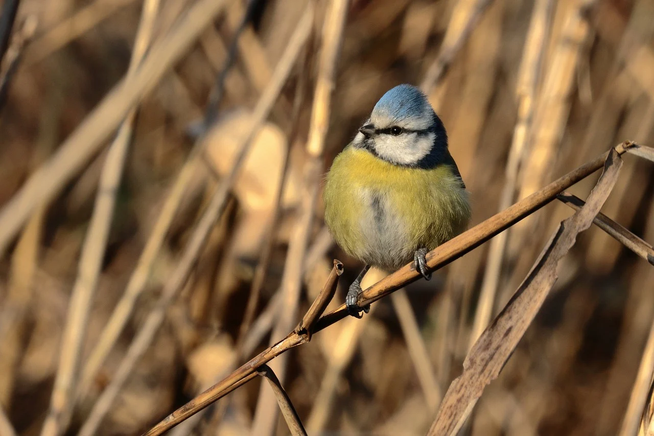"Tropiciele pór roku cz. 1". Spacer ornitologiczny w Katowicach
