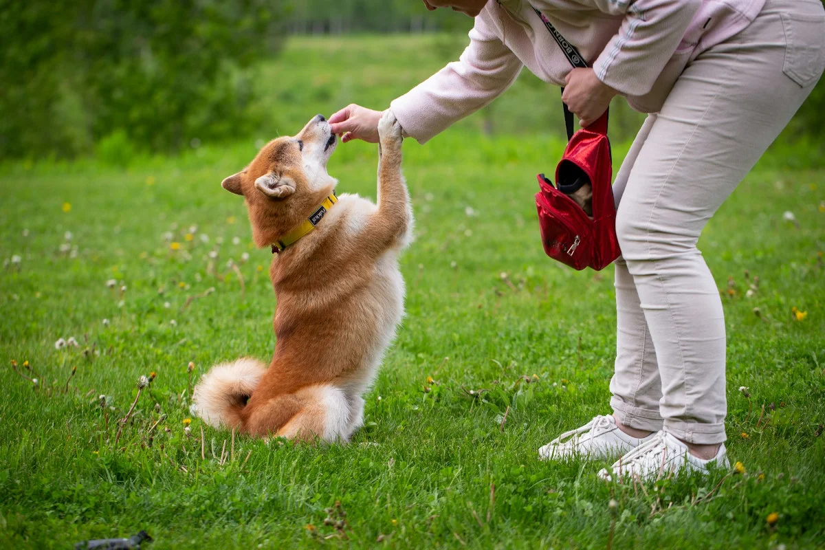 Petsitting na żądanie: Nowoczesne rozwiązania dla opieki nad psem podczas wyjazdów