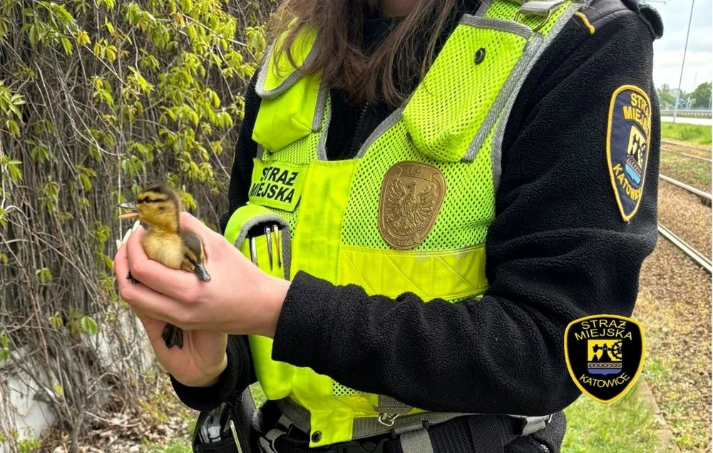 Wyjątkowa interwencja katowickiej Straży Miejskiej! Uratowano kaczą rodzinę