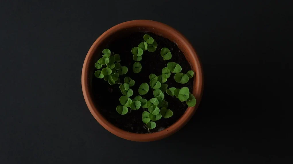 Żory: Wymień odpady na sadzonki