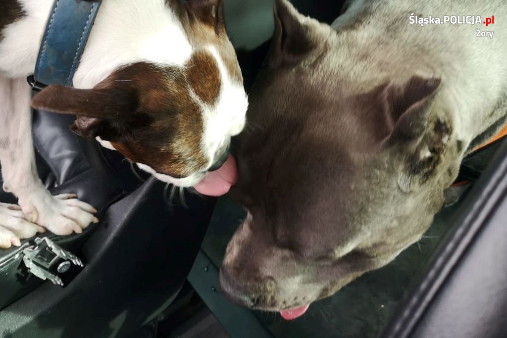 Groźne psy bez nadzoru w Parku Cegielnia. Właściciel otrzymał mandat!