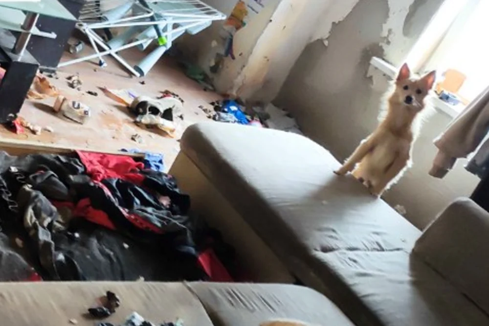 [AKTUALIZACJA] Wyprowadzili się, ale zostawili 4 psy w pustym mieszkaniu