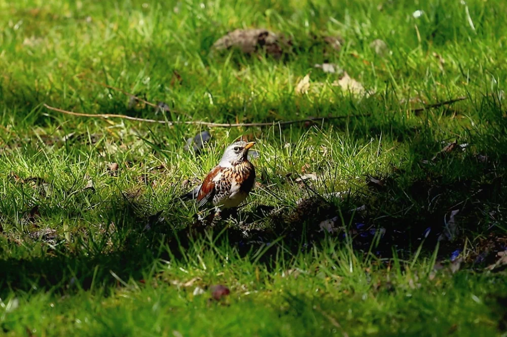 Spacer ornitologiczny po skansenie już w najbliższą niedzielę!