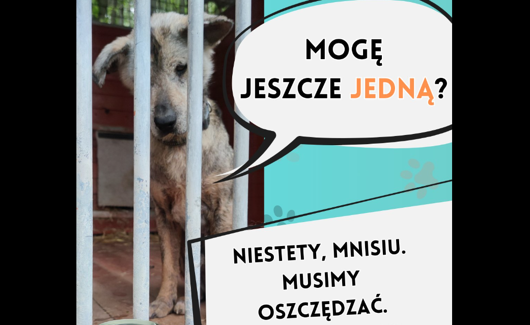 Pomóż Mniszkowi z chorzowskiego schroniska. Sprawdź, co przynieść!