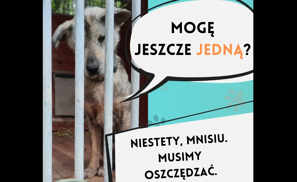 Pomóż Mniszkowi z chorzowskiego schroniska. Sprawdź, co przynieść!