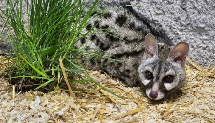 Żeneta afrykańska, Whisky, ma już 16 lat!