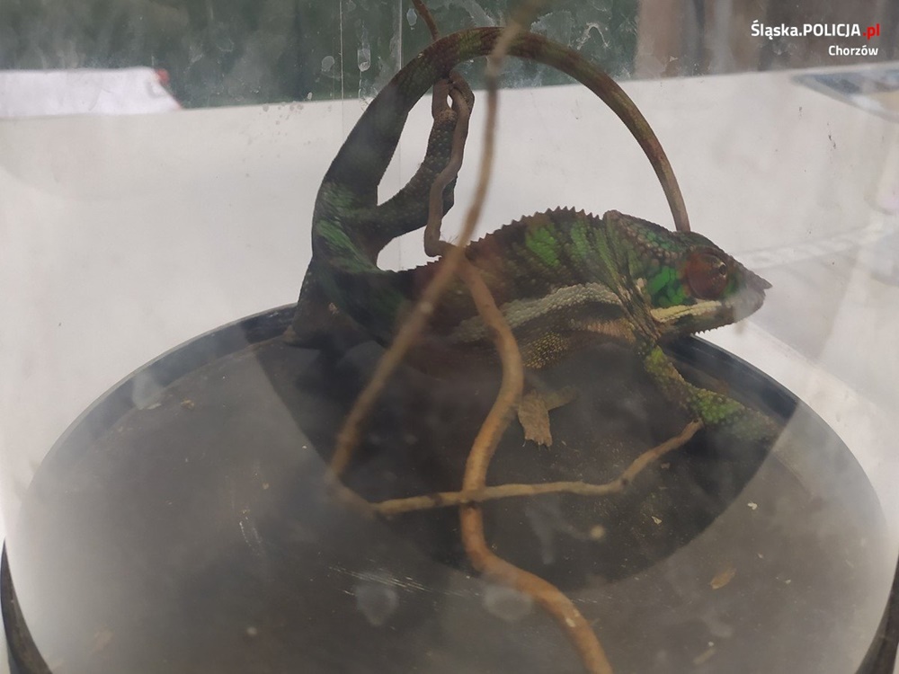 Właściciel zwierząt chronionych CITES nie posiadał wymaganych dokumentów