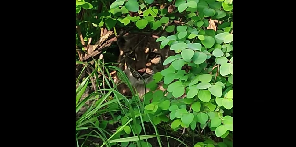 Śląski Ogród Zoologiczny ma nowego mieszkańca!