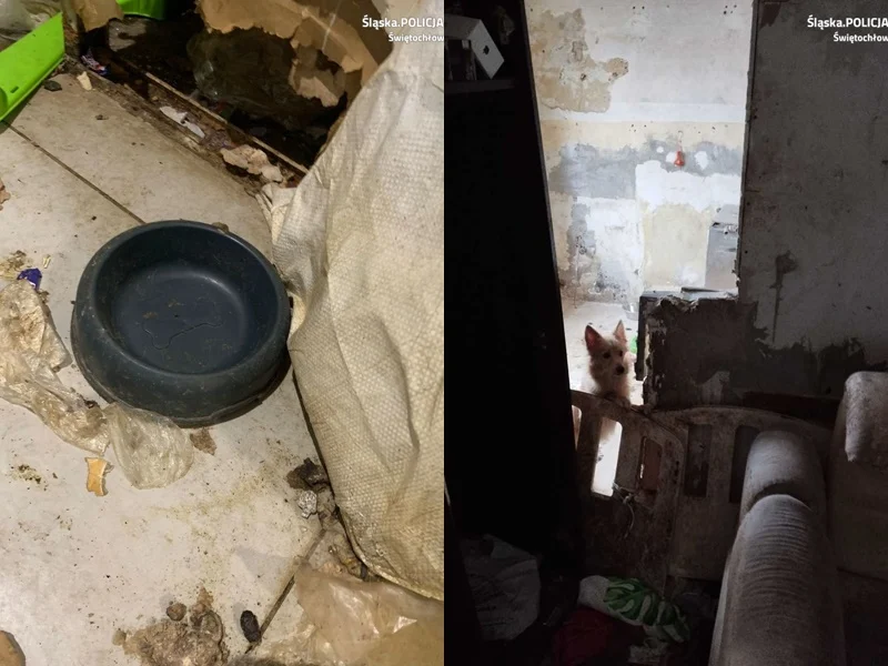 Świętochłowice: 25-latek porzucił cztery psy w mieszkaniu. Grożą mu 3 lata więzienia!