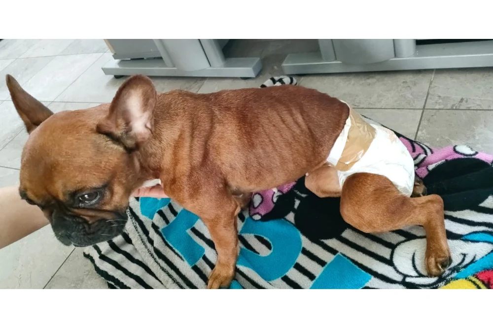 Poszukiwany właściciel zagłodzonego psa!