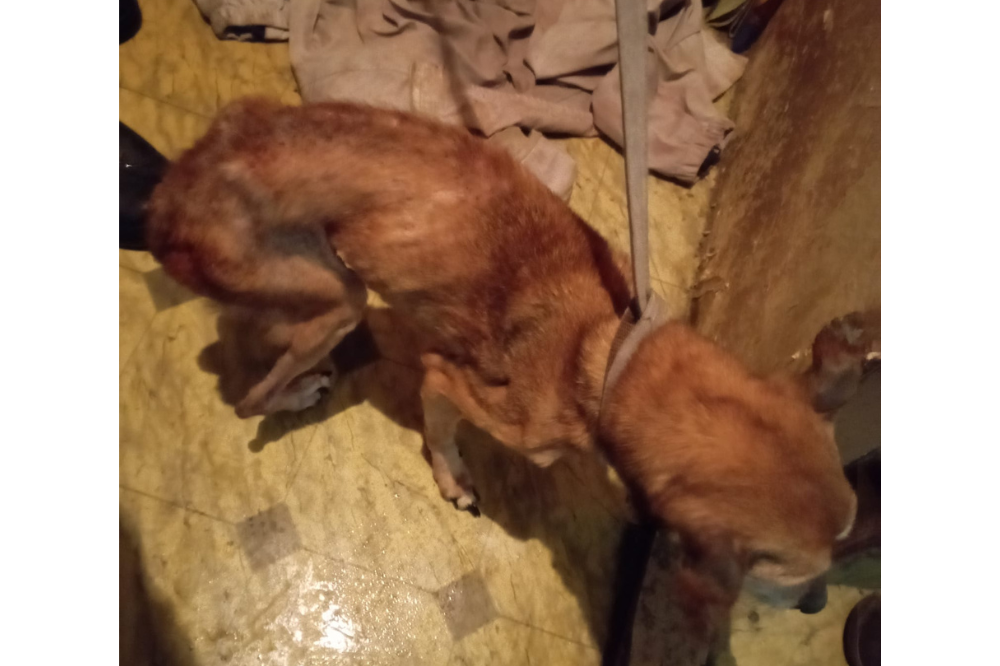 Pomoc dla skrajnie zaniedbanego psa dzięki aplikacji Animal Helper