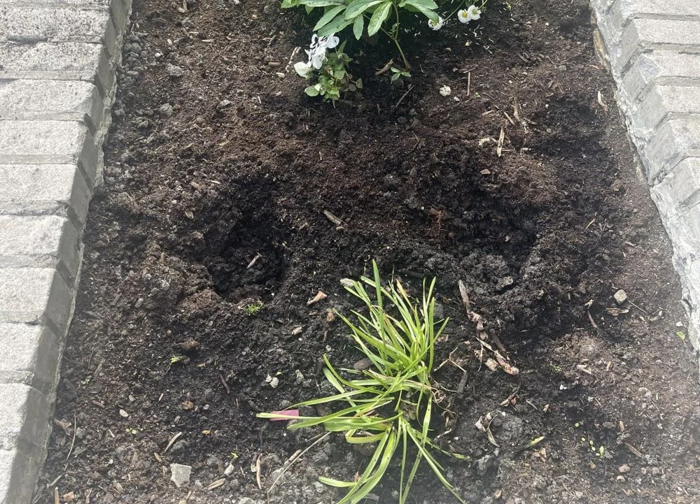 Skradziono rośliny spod budynku przedszkola. Dyrekcja apeluje do sprawcy