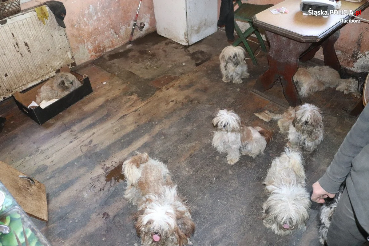 Horror czworonogów na prywatnej posesji. Psy znalezione w koszu na pranie i... piekarniku!