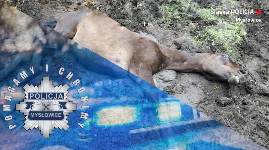 Koń utknął w błocie. Na pomoc ruszyli policjanci z Mysłowic