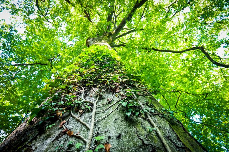 Złączone rybnickie buki nazwano Victorią!