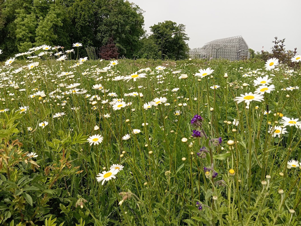 Gliwice mienią się kolorami!