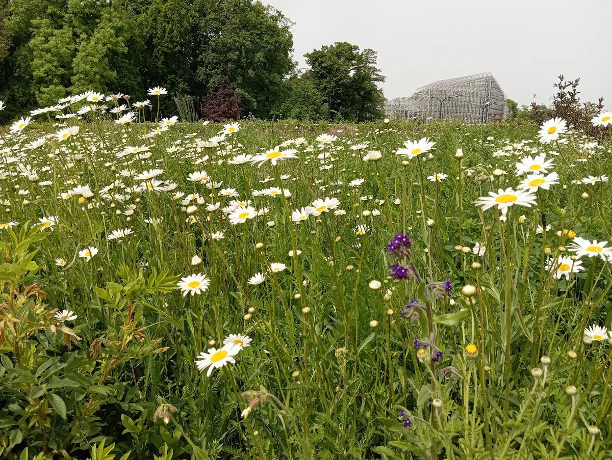 Gliwice mienią się kolorami!
