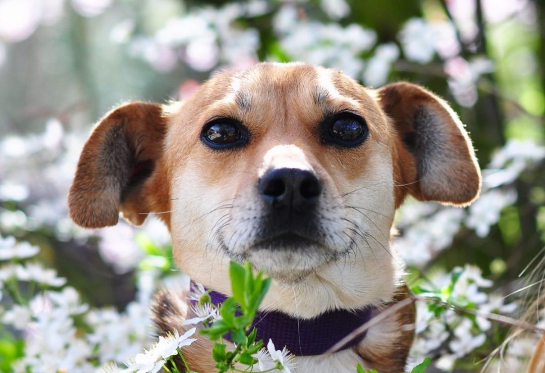 Bieg na 6 Łap – psiaki czekają na Was!
