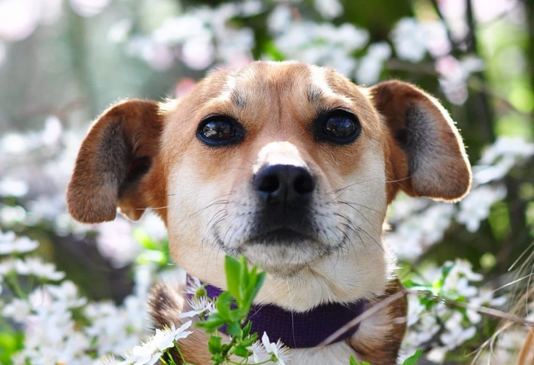 Bieg na 6 Łap – psiaki czekają na Was!
