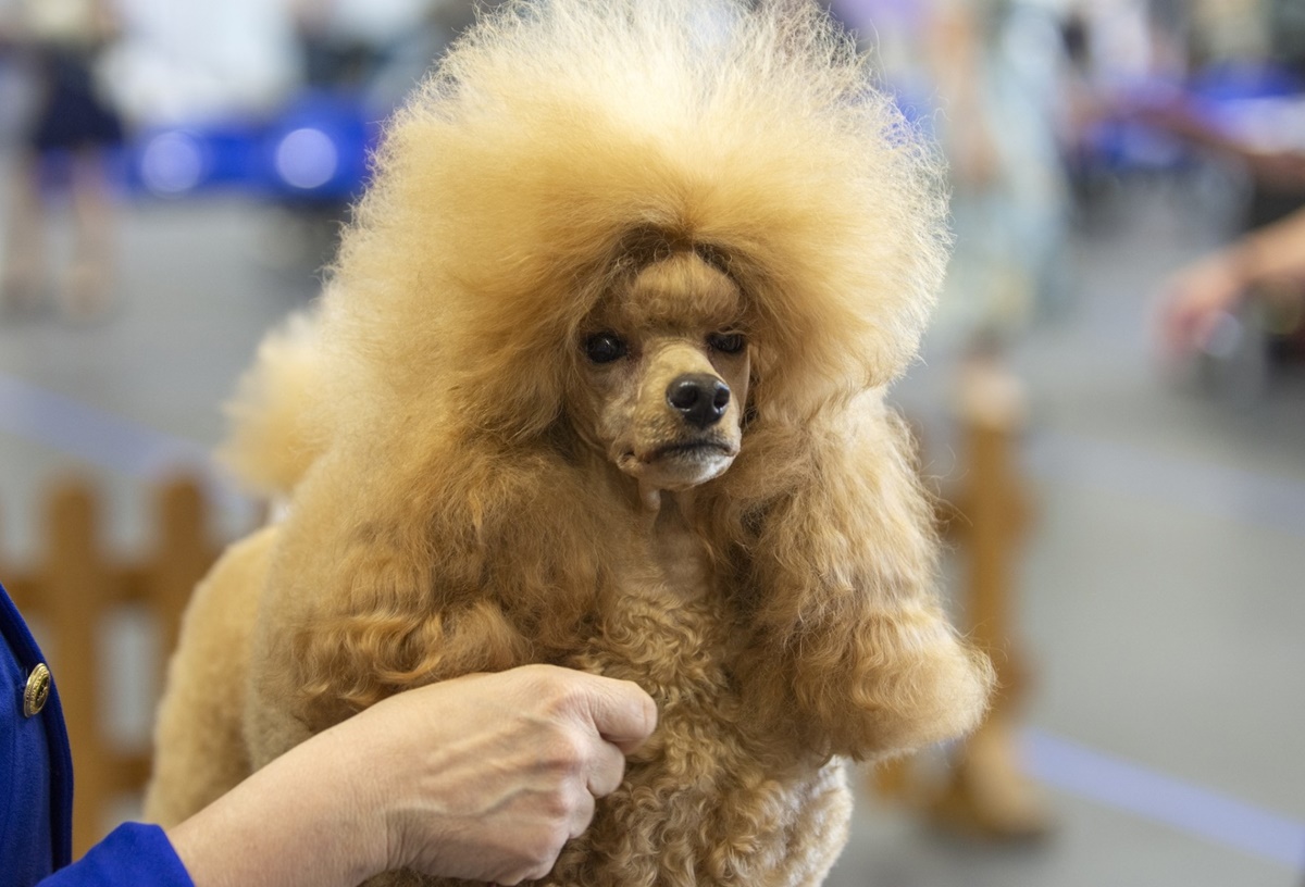Wystawa czworonogów w Hali na Skarpie!