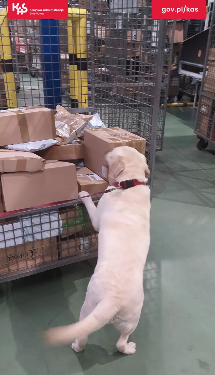 Suczka Sonia w akcji. Niemal 50 kg tytoniu nie trafi na rynek