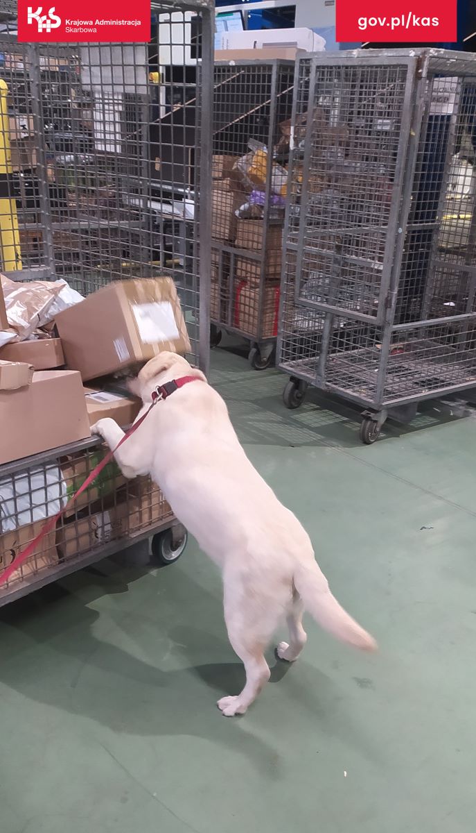 Suczka Sonia w akcji. Niemal 50 kg tytoniu nie trafi na rynek