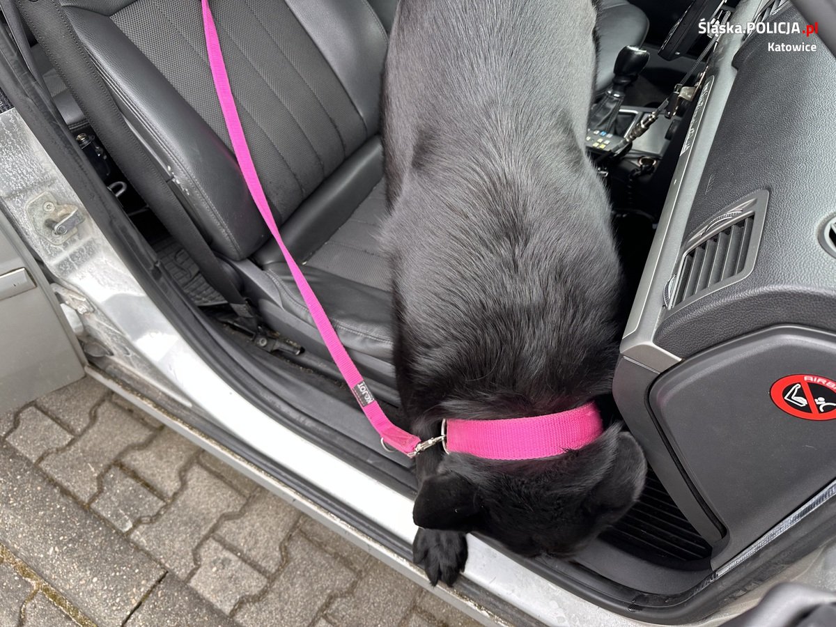 Katowiccy przewodnicy psów z pokazem w Szkole Policji 44