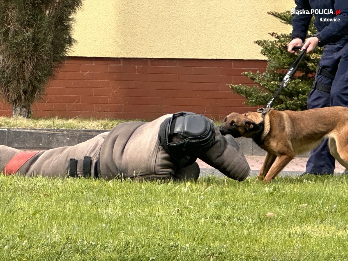 Katowiccy przewodnicy psów z pokazem w Szkole Policji 66