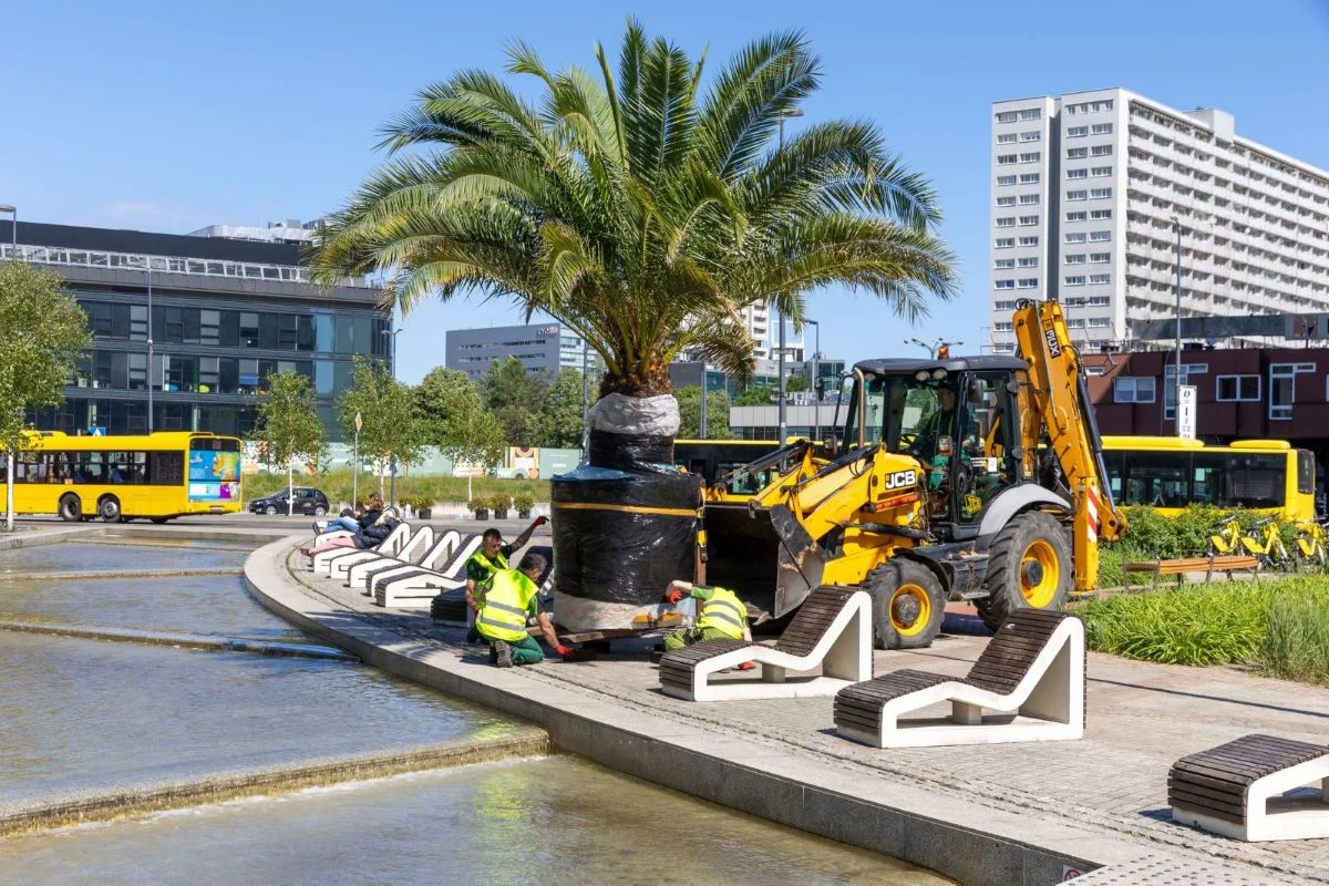 Grażyna, Ania, Kasia i Stasia- katowickie palmy stoją już na rynku!
