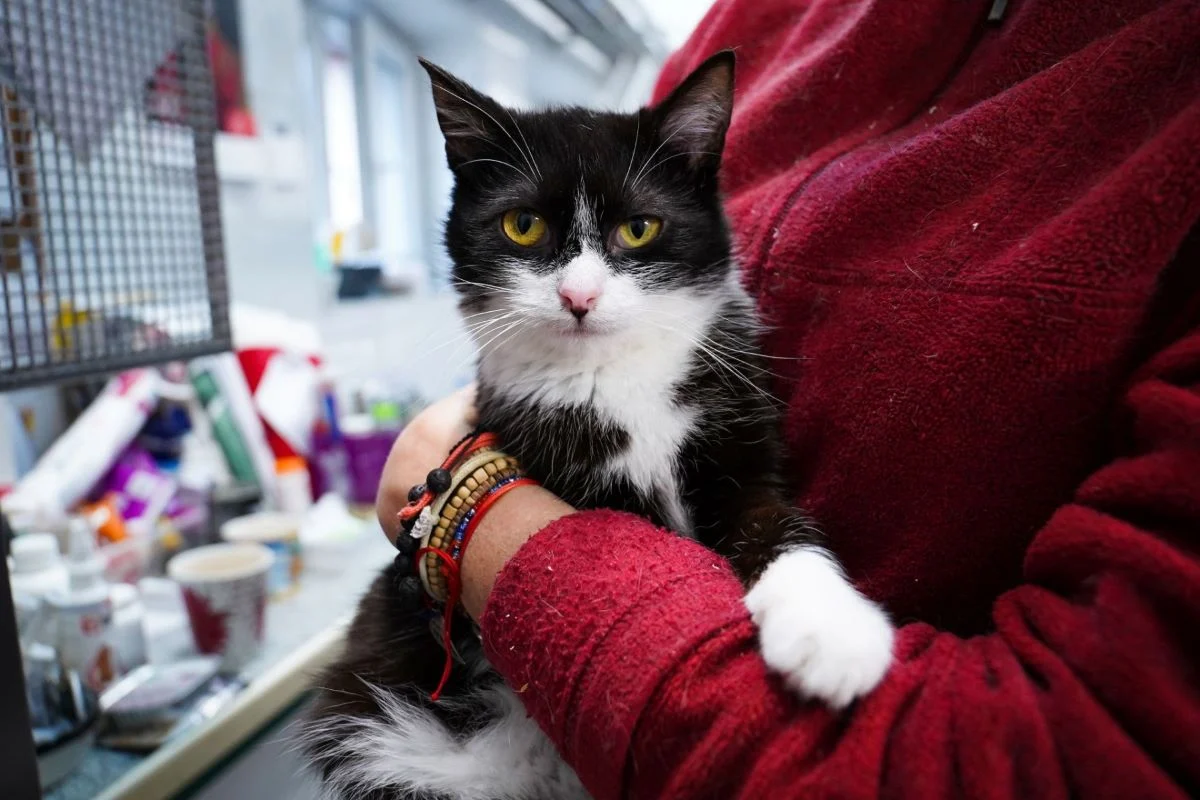 Powstaje pawilon dla kotów w Schronisku dla Bezdomnych Zwierząt!