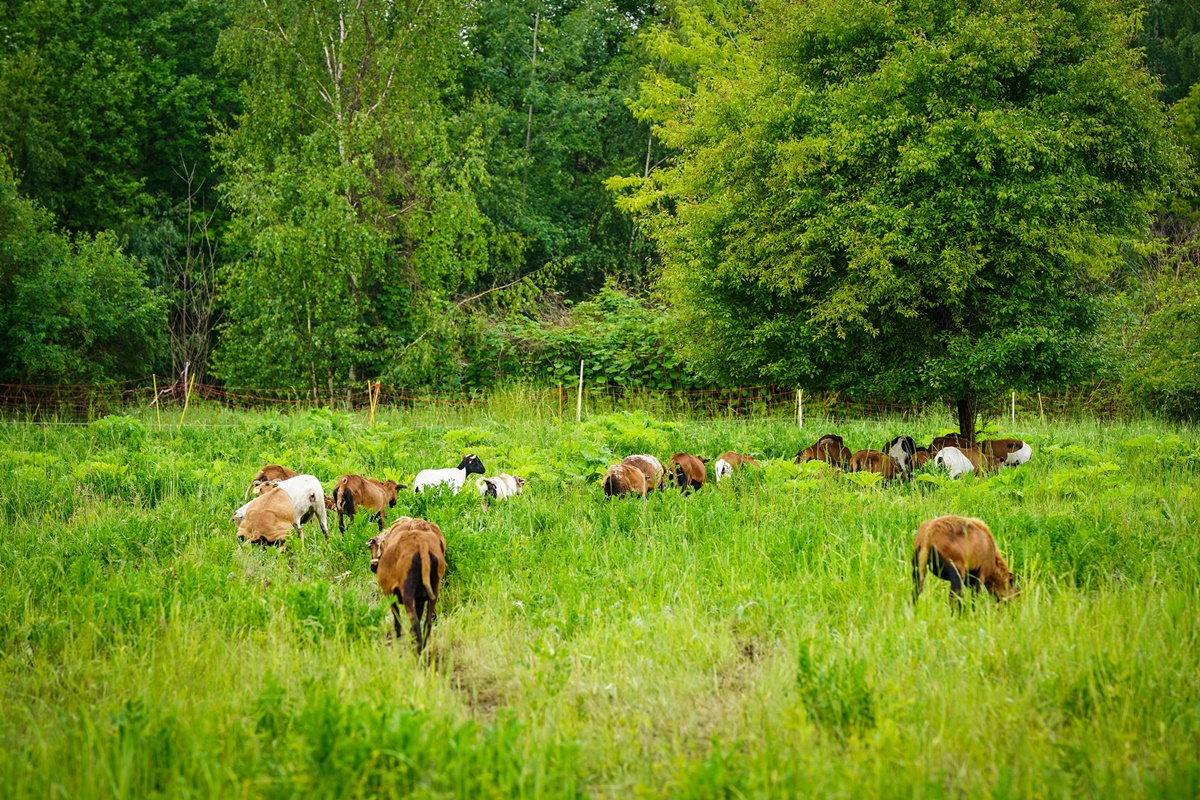 Owce ponownie koszą trawę w Katowicach!