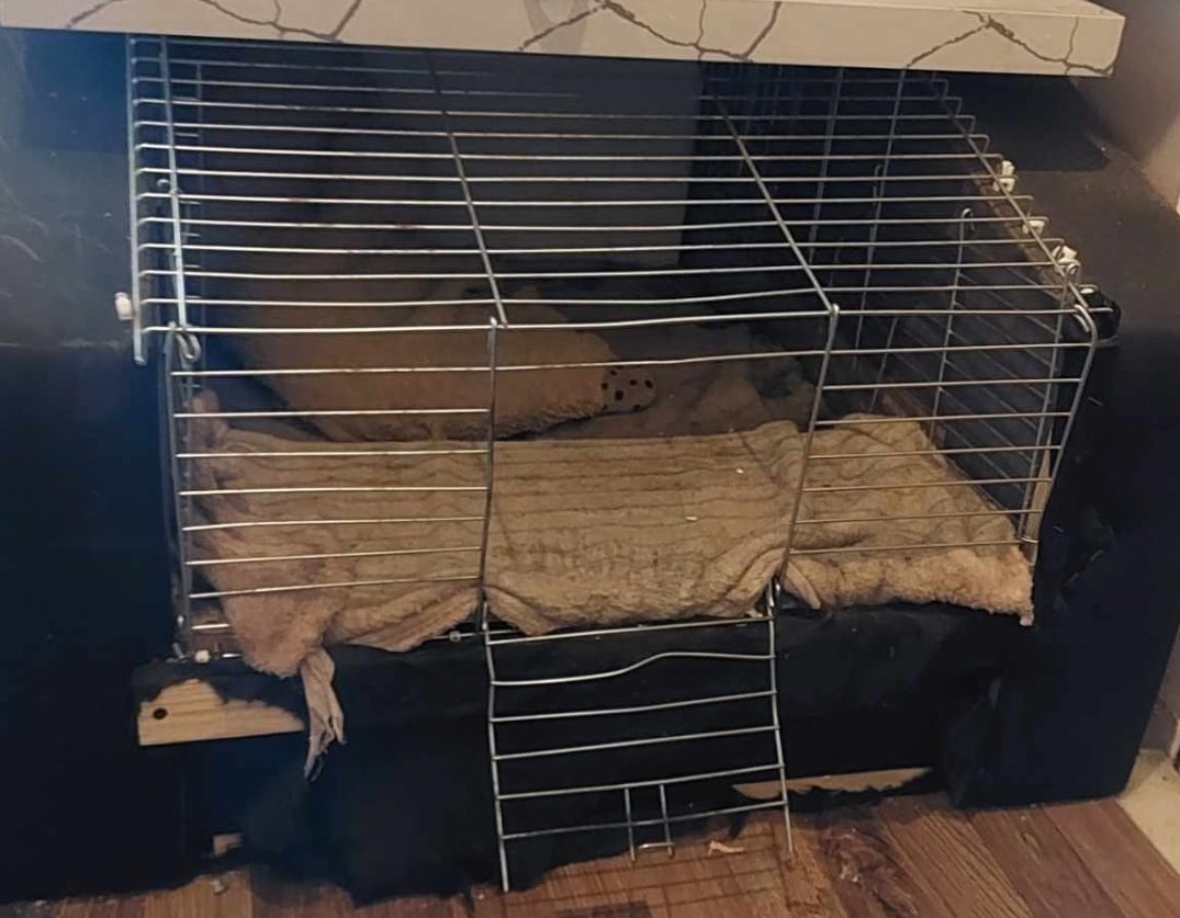 Żorzanka zgotowała swojemu psu prawdziwe piekło! Fafik był trzymany w klatce dla gryzoni