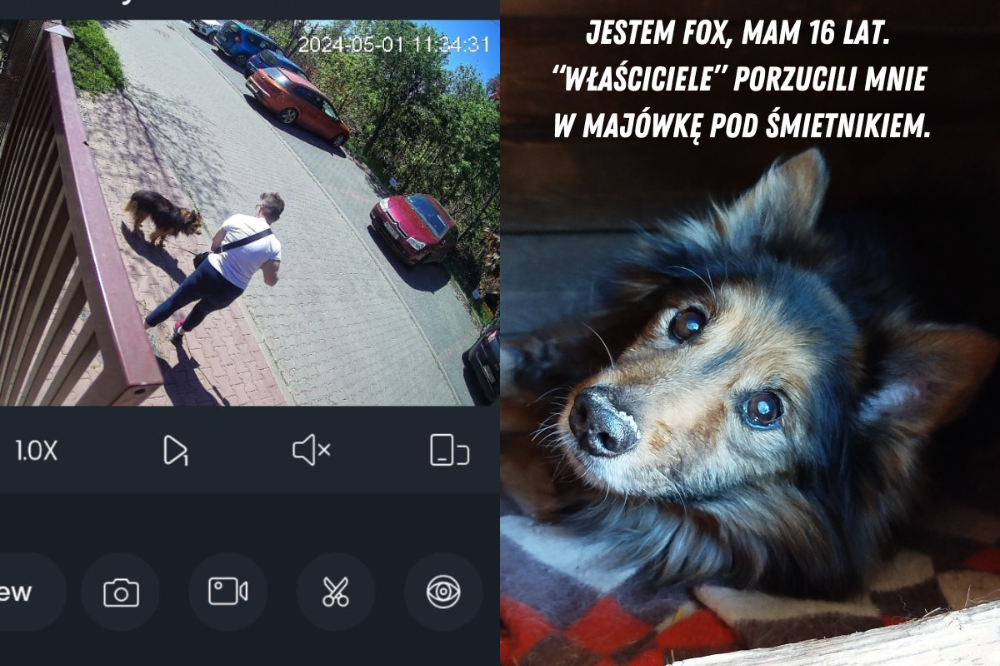 Przywiązali swojego 16-letniego psa do śmietnika, bo wyjeżdżają za granicę.