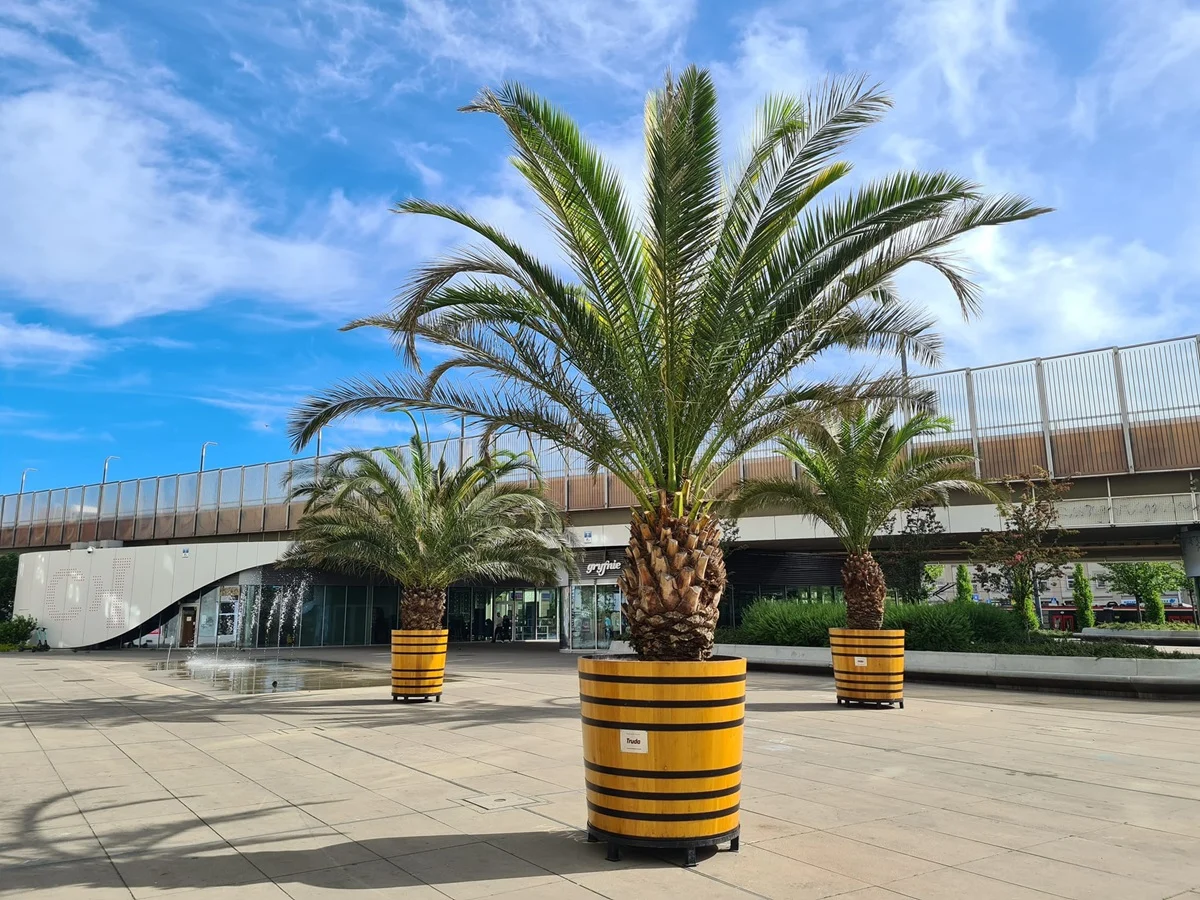 Chorzowskie palmy wróciły już na rynek! Hilda, Truda i Bercik są już na swoim miejscu