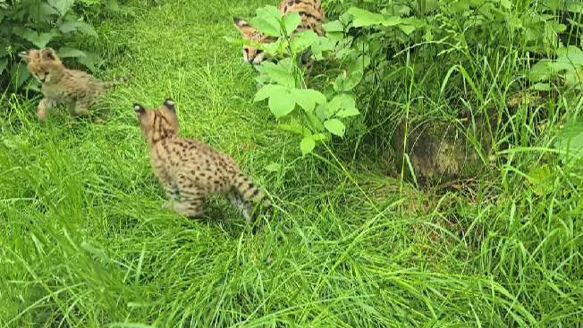 Rodzina serwali ze Śląskiego Ogrodu Zoologicznego powiększyła się o dwa urocze kocięta!