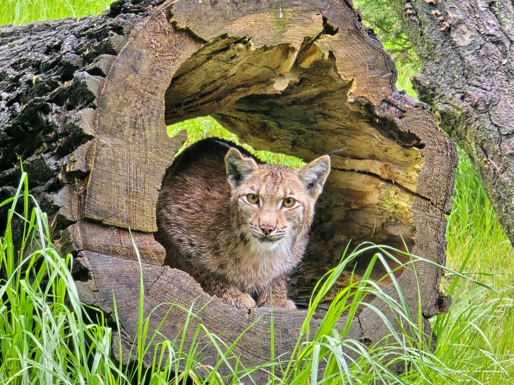 Spędź niezapomnianą noc w Śląskim Ogrodzie Zoologicznym!