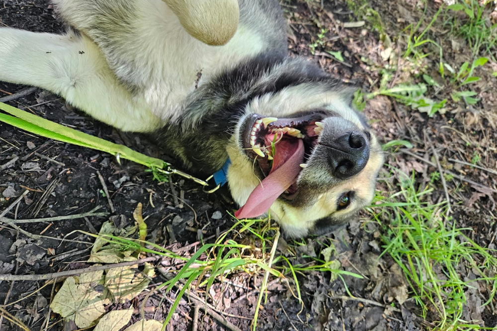 Pierwsze PSIEchadzki po Żabich Dołach za nami!