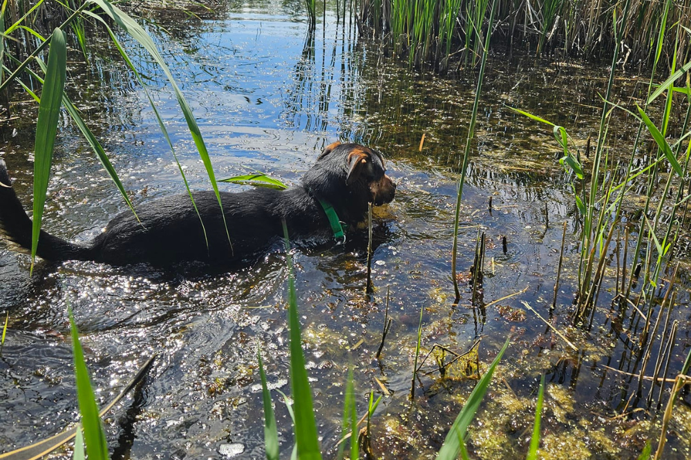 Pierwsze PSIEchadzki po Żabich Dołach za nami!