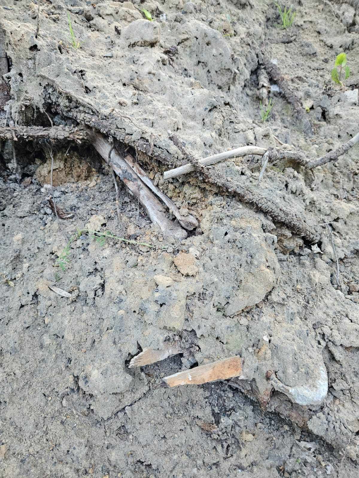 Porzucone szczątki na starym cmentarzu w Świętochłowicach